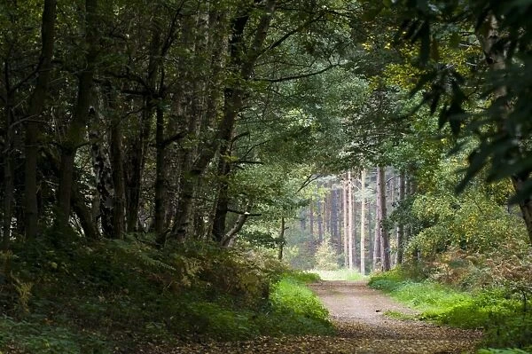 Footpath through mixed deciduous and coniferous woodland habitat, Clumber Park, Nottinghamshire, England, october