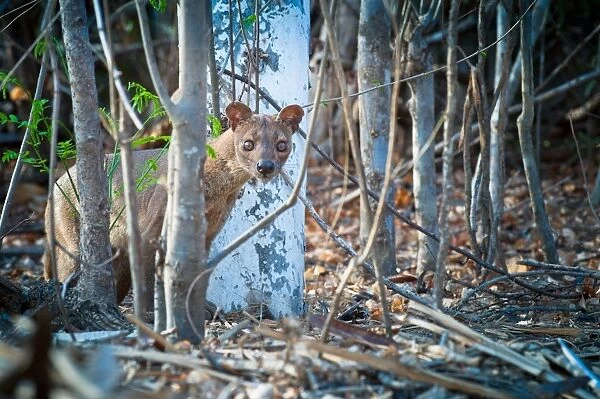 Fossa (Cryptoprocta ferox) adult female, standing amongst tree trunks in forest, Madagascar, October