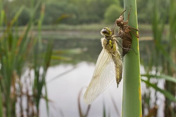 Four-spotted Chaser (Libellula quadrimaculata) adult, newly emerged, resting beside exuvia on reed leaf