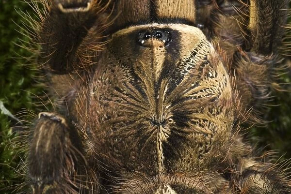 Fringed Ornamental Tarantula (Poecilotheria ornata) subadult, close-up of cephalothorax, showing gynandromorphic phenotype, left side is male and right side is female (captive)