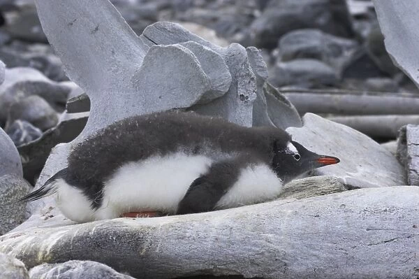 Gentoo Penguin (Pygoscelis papua) chick, resting on whale bone, Port Lockeroy, Antarctic Peninsula, Antarctica