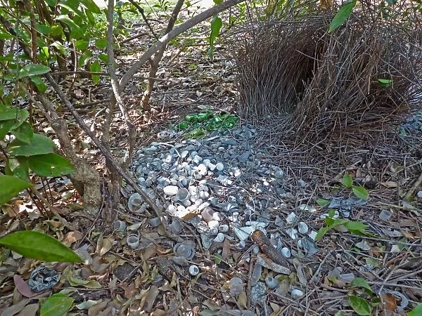 Great Bowerbird (Chlamydera nuchalis) display bower of male, decorated with items of green and white, Kakadu, Northern Territory, Australia, september