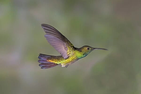 Green-breasted Mango (Anthracothorax prevostii) adult male, in flight, Costa Rica