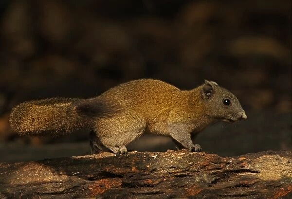 Grey-bellied Squirrel (Callosciurus caniceps) adult, standing on log, Kaeng Krachan N. P. Thailand, november