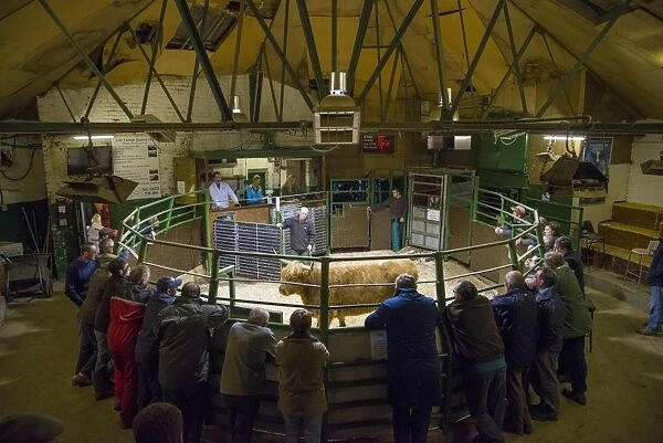 Livestock market, selling OTM (over thirty month) Highland cow in auction ring, Darlington Auction Mart, Darlington