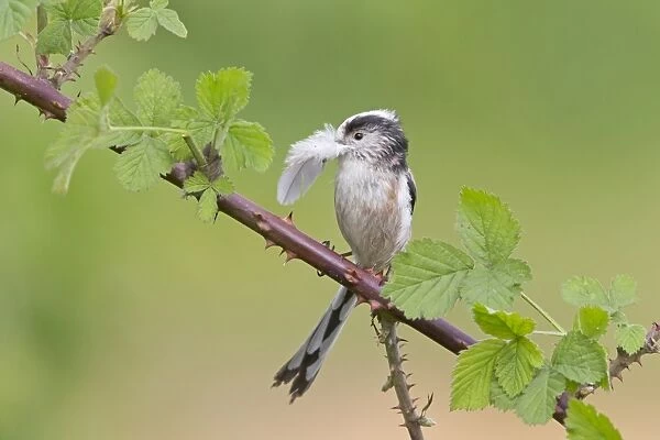 Long-tailed Tit (Aegithalos caudatus) adult, with feather in beak, collecting nesting material for lining nest
