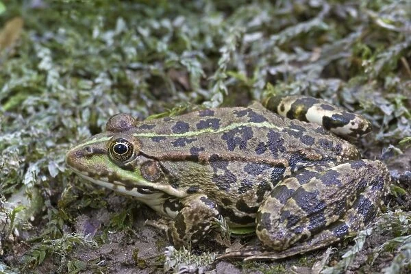 Marsh Frog (Pelophylax ridibundus) adult, Krka N. P. Dalmatia, Croatia, July