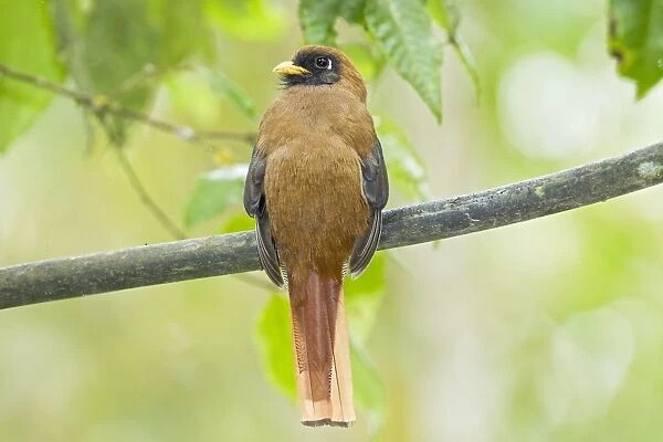 Masked Trogon (Trogon personatus) adult female, perched on branch in montane rainforest, Andes, Ecuador, November