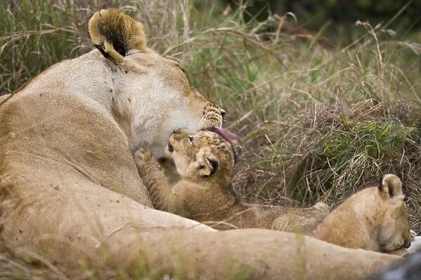 Massai Lion (Panthera leo nubica) adult female, grooming three week old cub, Masai Mara, Kenya
