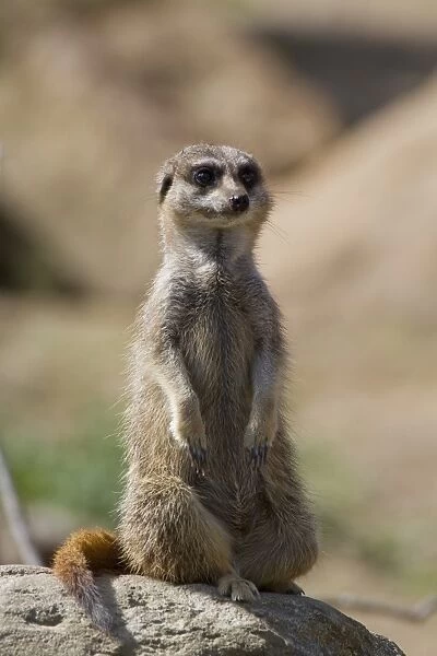 The meerkat or suricate, Suricata suricatta, is a small mammal belonging to the mongoose family