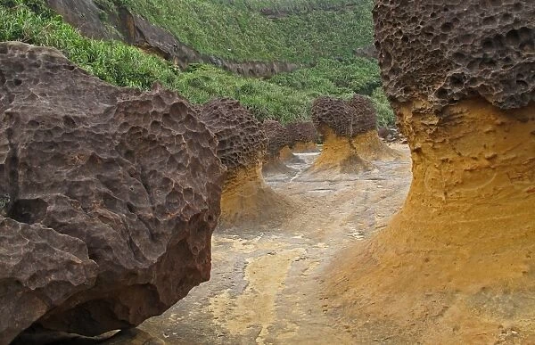 Mushroom Rock formations with honeycombed top, eroded coastal rocks on wave-cut platform, Yehliu Geopark