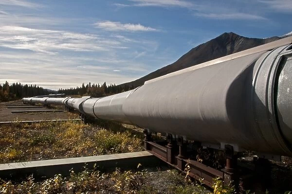 Oil pipeline crossing taiga habitat, Alaska Oil Pipeline, near Denali Highway, Alaska, U. S. A. september