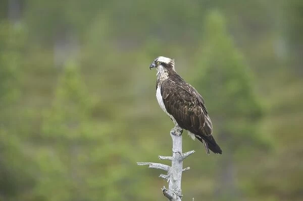 Osprey (Pandion haliaetus) adult, perched at top of dead tree, Finland