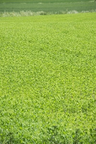 Pea (Pisum sativum) crop in field, Sweden, june