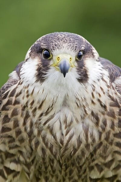 Peregrine Falcon (Falco peregrinus) juvenile, close-up of head and chest, july (captive)