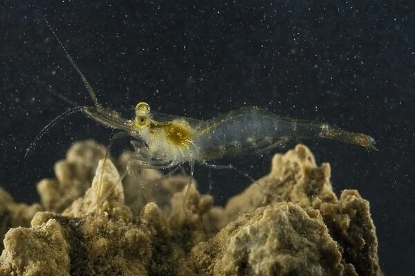 Pond Shrimp (Palaemonetes antennarius) adult, on rock underwater, Italy, july