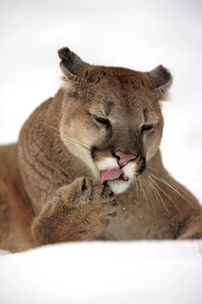 Puma (Felis concolor) adult, close-up of head, licking front paw, resting in snow, Montana, U. S. A. winter (captive)