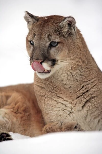 Puma (Felis concolor) adult, close-up of head, licking nose, resting in snow, Montana, U. S. A. winter (captive)