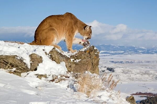 Puma (Felis concolor) adult, licking paw, sitting on rock in snow, Rocky Mountains, Montana, U. S. A. january (captive)