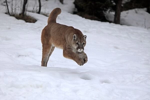 Puma (Felis concolor) adult, running in snow, Montana, U. S. A. winter (captive)