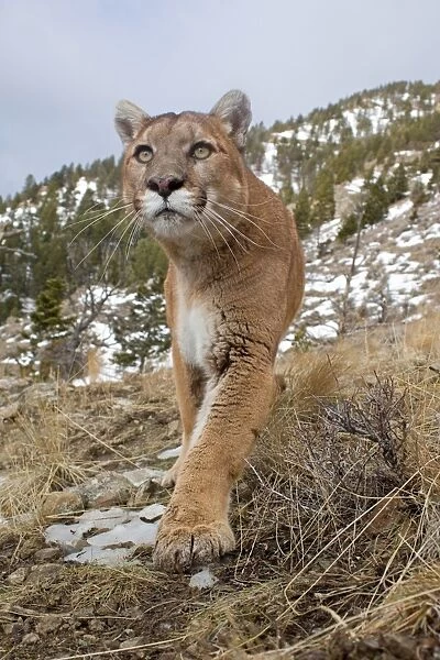 Puma (Felis concolor) adult, walking on slope with melting snow, Rocky Mountains, Montana, U. S. A. january (captive)