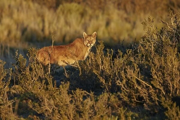 Puma (Puma concolor puma) adult, standing amongst vegetation in evening sunlight, Torres del Paine N. P