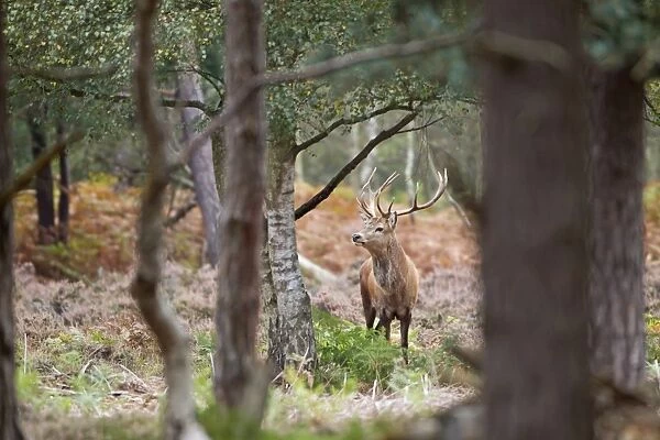 Red Deer (Cervus elaphus) stag, standing amongst tree trunks in woodland habitat, Minsmere RSPB Reserve, Suffolk