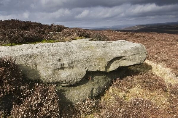Rock in heather moorland habitat, Stanage Edge, Peak District, Derbyshire, England, march