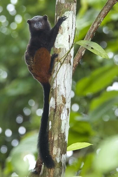 Saddle-back Tamarin (Saguinus fuscicollis) adult, clinging to branch in tree, Los Amigos Biological Station, Madre de Dios, Amazonia, Peru