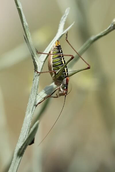Saddle-backed Bush-cricket (Ephippiger ephippiger) adult, resting on stem, Lesvos, Greece, may