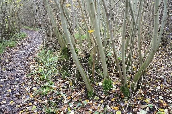 Small-leaved Lime (Tilia cordata) coppiced stool, beside path in coppice woodland reserve, Bradfield Woods N. N. R
