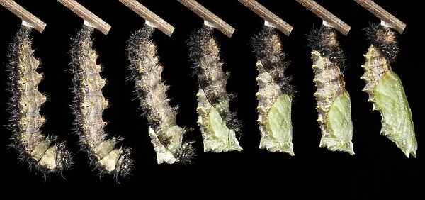 Small Tortoiseshell (Aglais urticae) metamorphosis sequence of larva changing into pupa, august (composite image)