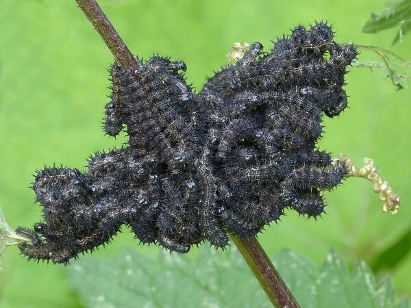 Small Tortoiseshell (Aglais urticae) larvae, mass feeding on Stinging Nettle (Urtica dioica) leaves, Northern Italy