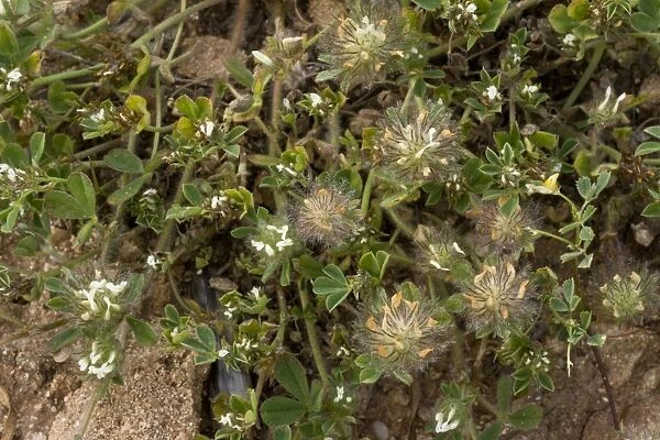 Southern Clover (Trifolium cherleri) flowering, growing on sand dunes, Sardinia, Italy, April