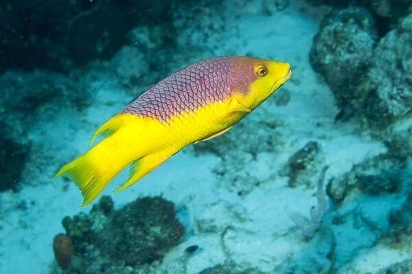 Spanish Hogfish (Bodianus rufus) adult, swimming over reef, Bonaire, Leeward Antilles, Lesser Antilles, Caribbean