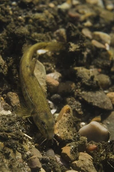 Stone Loach (Noemacheilus barbatulus) adult, on gravel riverbed, River Witham, Lincolnshire, England, April