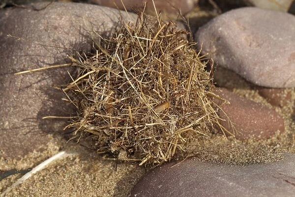 Tangle Ball naturally formed ball of debris on beach strandline, Gower Peninsula, West Glamorgan, South Wales, March
