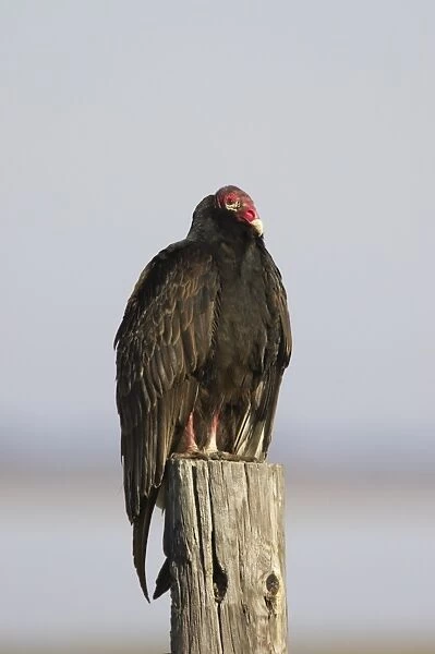 Turkey Vulture (Cathartes aura) adult, standing on post, Lake Kissimmee, Florida, U. S. A