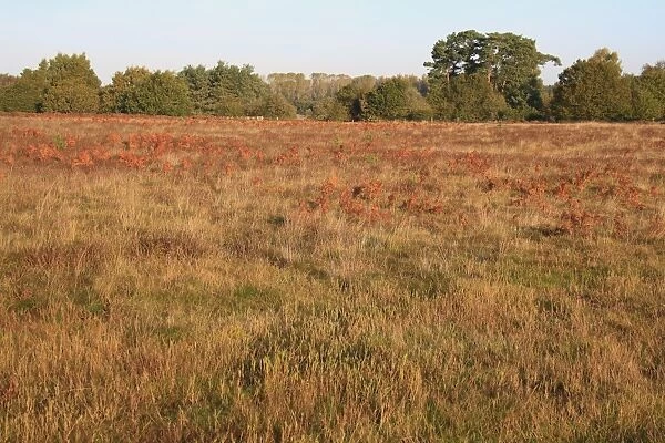 View of breckland heathland habitat at dawn, Knettishall Heath Country Park, Suffolk, England, october