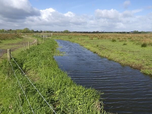 View of freshwater marshland and wet grassland habitat, Doxey Marshes, Staffordshire Wildlife Trust Reserve