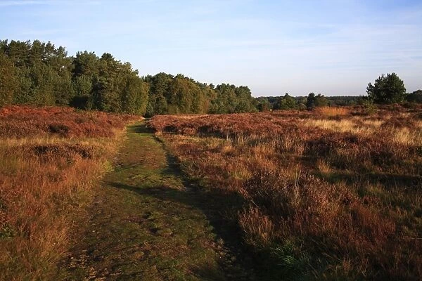 View of path through breckland heathland habitat at dawn, Knettishall Heath Country Park, Suffolk, England, october