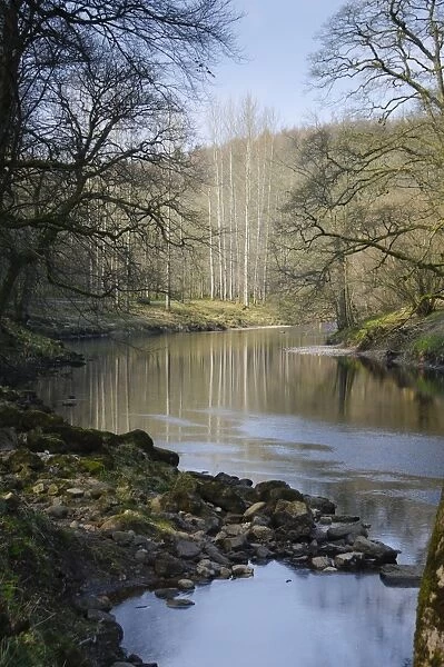 View of river and trees, River Wharfe, Bolton Abbey, North Yorkshire, England, march