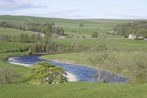 View of River Wharfe snaking through valley bottom, grazing sheep in pasture, trees and hillside, Burnsall, Wharfedale