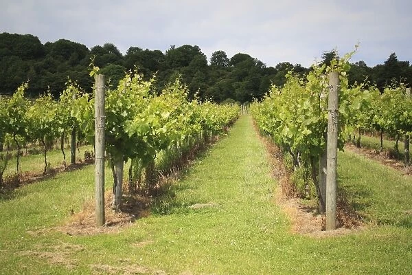 Vineyard with rows of grape vines growing on south-facing slope of chalk downland, Adgestone Vineyard, Adgestone, Isle of Wight, England, july