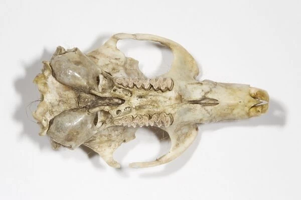 Water Vole (Arvicola terrestris) skull