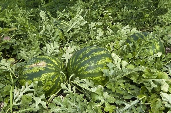 Watermelon (Citrullus vulgaris) fruit, organic crop growing in field, Pennsylvania, U. S. A. september