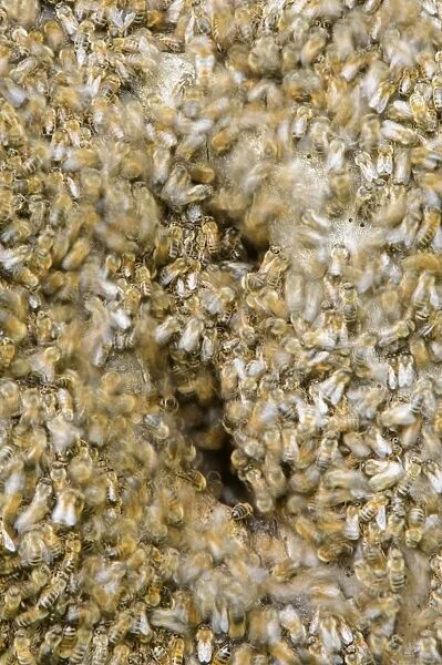 Western Honey Bee (Apis mellifera) wild swarm, swarming around nest, blurred movement, Blithfield, Staffordshire