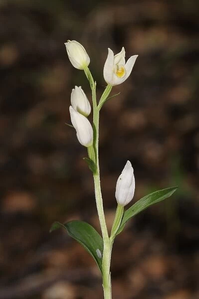 White Helleborine (Cephalanthera damasonium) close-up of flowerspike, Oxfordshire, England, May