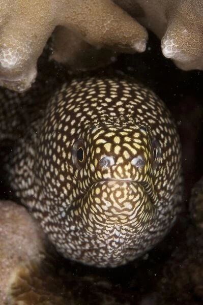 White-mouthed Moray Eel (Gymnothorax meleagris) adult, close-up of head, Mabul Island, Sabah, Borneo, Malaysia