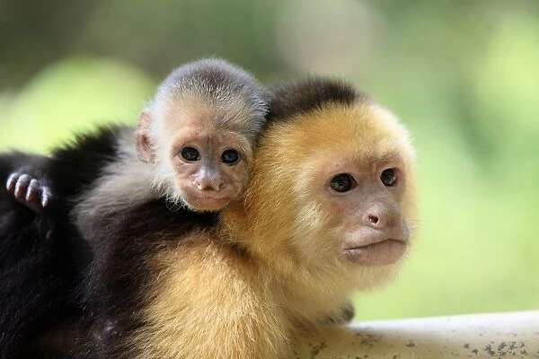 White-throated Capuchin (Cebus capucinus) adult female, carrying baby on back, close-up of heads, Roatan, Honduras